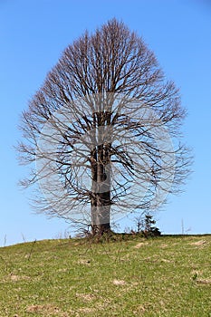 Linden tree habit in spring