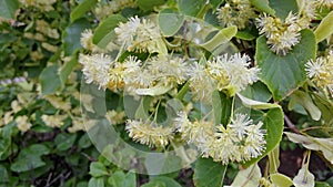 Linden tree. Herbal blossom. Green leaf and yellow flower. Healthcare bloom
