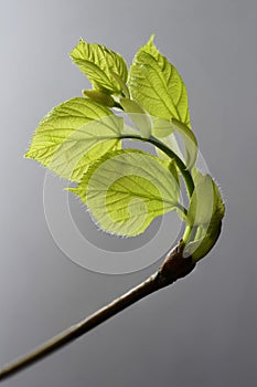 linden tree leaf bud emerging and opening