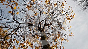 Linden tree leaves on the wind