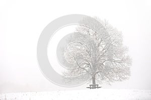 Linden tree in snowy wintertime