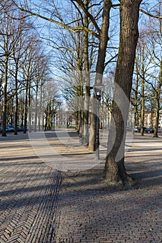 Linden trees in city centre of The Hague, the Netherlands