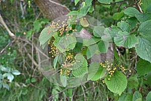 Linden viburnum Japanese bush cranberry ( Viburnum dilatatum ) berries.