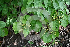 Linden viburnum Japanese bush cranberry ( Viburnum dilatatum ) berries.