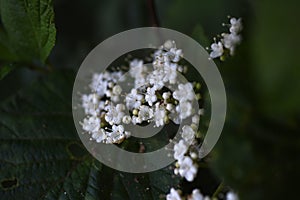 Linden viburnum ( Viburnum dilatatum ) flowers.