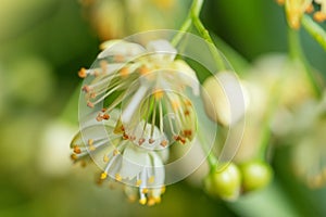 Linden yellow blossom of Tilia cordata tree small-leaved lime, little leaf linden flowers or small-leaved linden bloom