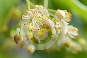 Linden yellow blossom of Tilia cordata tree small-leaved lime, little leaf linden flowers or small-leaved linden bloom