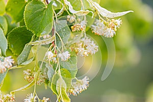 Linden yellow blossom of Tilia cordata tree small-leaved lime, little leaf linden flowers or small-leaved linden bloom , banner