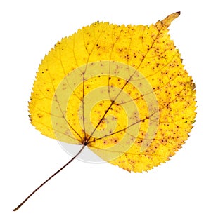 Linden yellow leaf isolated