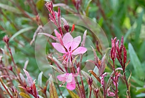 Lindheimerâs bee-blossom Gaura lindheimeri pink flowers photo