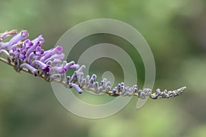 Lindleys butterflybush Buddleja lindleyana, purple flowers
