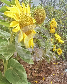 Lindo gato escondido entre girasoles photo