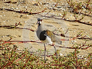 Beautiful wild birds, free in their natural habitats. photo