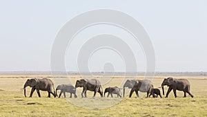 A line of African Elephants walking through Amboseli in Kenya
