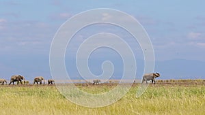 Line of African Elephants Walking in Distant Horizon