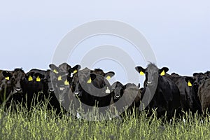 Line of Angus cattle
