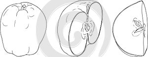Line apples, perfect for educational or botanical designs, coloring pages.