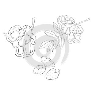 Line Art Ackee. Vector Illustration
