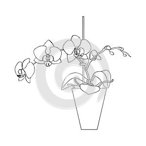 Line art black tropical potted house plant moth orchid isolated on white background