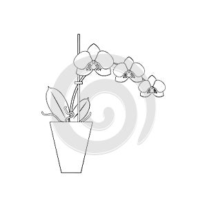 Line art black tropical potted house plant moth orchid isolated on white background