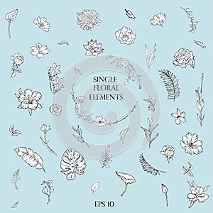 Line art botanical illustration single elements