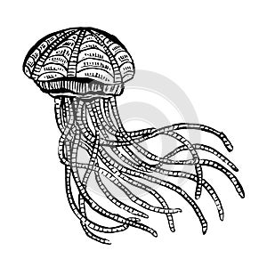 Line Art Cartoon Jellyfish Octopus Deep Sea Creatures Vector