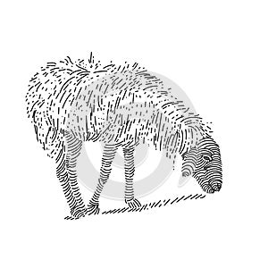 Line art drawing of sheep eating grass