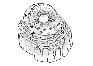 Line art of educational illustration of Nucleus consist of Chomatin, nuclear pore, nucleolus,nuclear membrane,endoplasmic reticulu photo