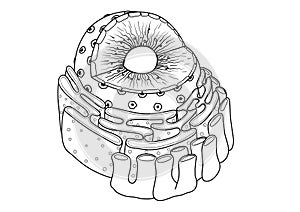 Line art of educational illustration of Nucleus consist of Chomatin, nuclear pore, nucleolus,nuclear membrane,endoplasmic reticulu