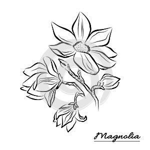 Line art Flower Magnolia on a white Background. Isolated Flowers with packaging photo