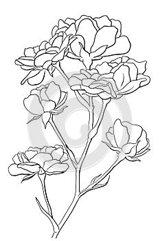 line art illustrated rose with white background