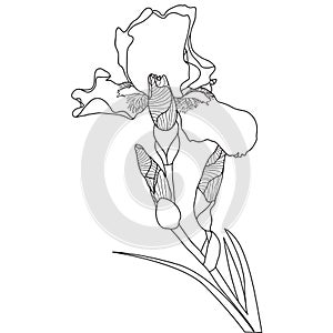 Line art iris flower on white background, vector illustration