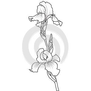 Line art iris flower on white background, vector illustration