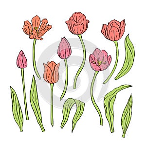 Line art pastel tulips flowers and leaves isolated on white