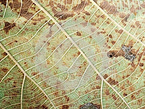 Line art pattern on dry leaf