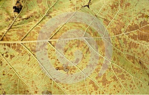 Line art pattern on dry leaf