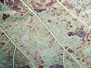 Line art pattern on dry leaf