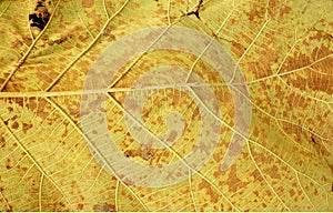 Line art pattern on dry leaf