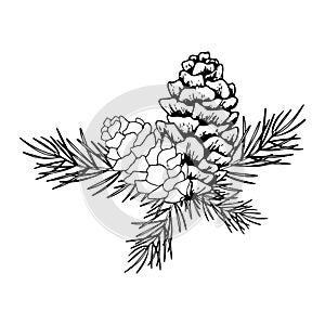 line art pine branch and cones. Ink graphic twig of conifers evergreen tree. Hand painted outline botanical illustration