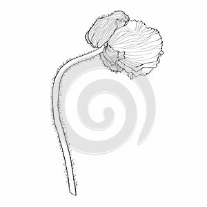 Line art poppies flower bud. Black, white wall art. Monochrome floral designe element.