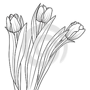 Line art tulip flowers, vector isolated illustration