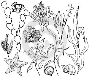 Line art vector underwater set with starfish, shells and coral reef plants. Hand painted laminaria, corals and shell