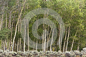 Line of aspen trees on edge of forest