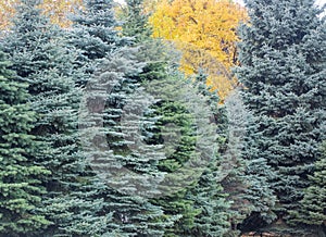 A line of beautiful pine trees in early winter.