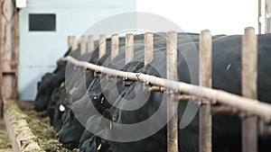 Line of black cows unhurriedly chewing hay from buckets in stalls at farm