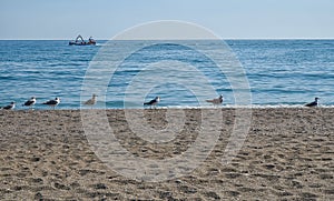 Black Headed Gulls (Chroicocephalus ridibundus) lined up on the beach at Torre Del Mar, Andalucia, Spain. photo