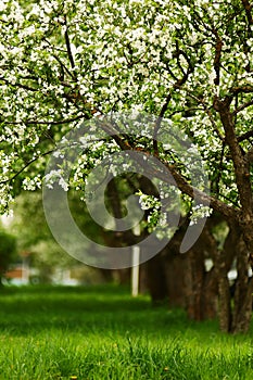 Line of blossoming apple trees