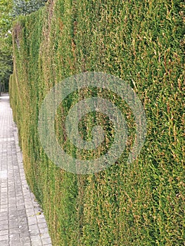 Line of bush hedge. Natural green fence in perspective. Plant-based fence. The green tree wall is parallel to the road. Garden