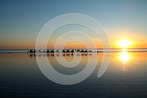 Row of camel silhouettes on beach at sunset in Broome, Western Australia