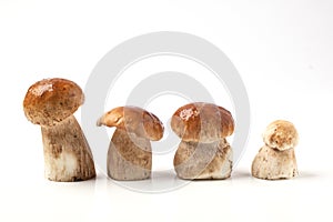 Line of cep mushrooms